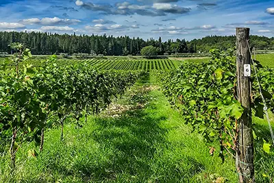 Chianti tour – vineyard rows in the Chianti Classico region of Tuscany florence private and small groups tours - Chianti Vineyard Thumb - Florence Private and Small Groups Tours