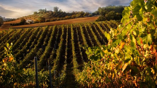 chianti wine tour - wine1 544x306 - Chianti Wine Tour